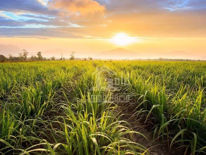 30 alqueires com 14 de cana-de-açúcar em Cravinhos-SP