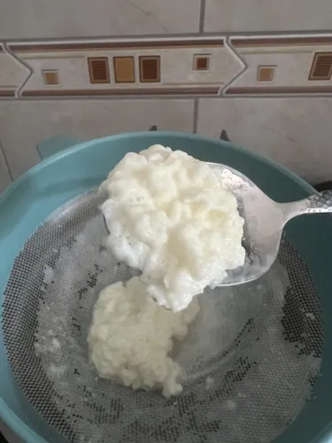 Grãos Frescos de Kefir de Leite