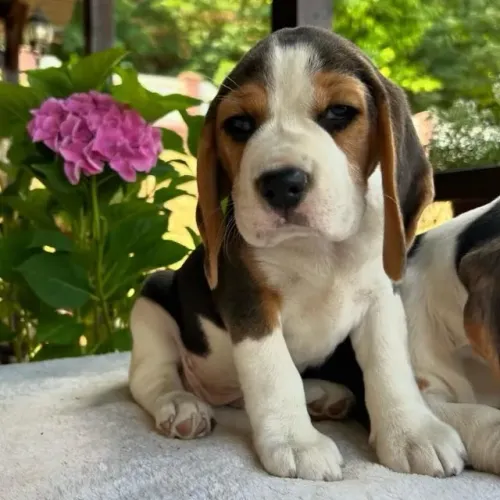 Filhotes de Beagle | Garanta já o seu filhote!