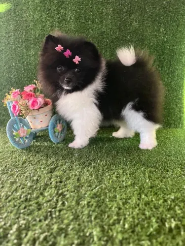 Filhote de Spitz Alemão - fêmea preta e branca