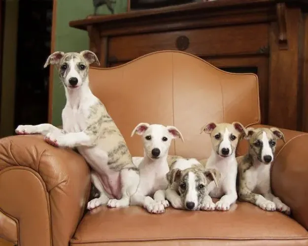 Whippet Filhotes Apaixonantes