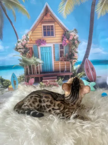 Gatinho Bengal de Pelagem BROWN