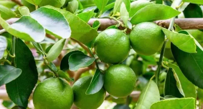 Mudas Enxertadas de Limão Taiti - Alta Produtividade