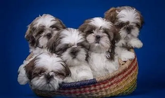 Muito sociável com pessoas e outros pets.