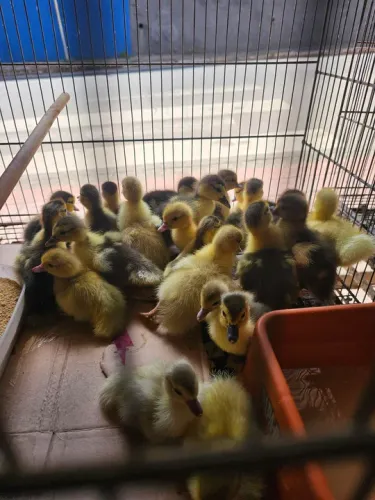 Patos filhotes