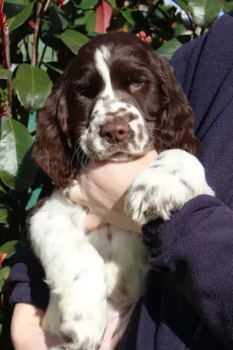 Cocker Spaniel ingles todas as cores, muito lindos 