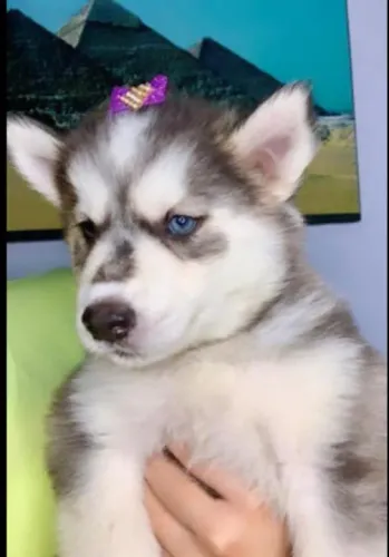 Husky Siberiano cinza/marrom/preto e branco, olhos azuis e bi colores a pronta entrega!