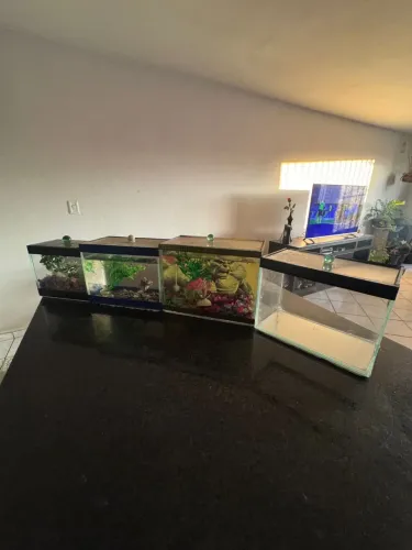 4 aquários por 100 reais