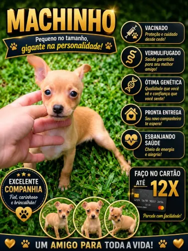 Pinscher baby