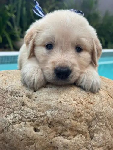 Golden Retriever