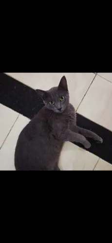 Gato