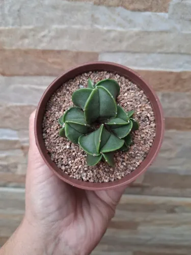 Astrophytum myriostigma nudum colônia pt9