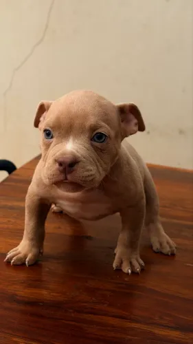 Filhote American Bully Micro