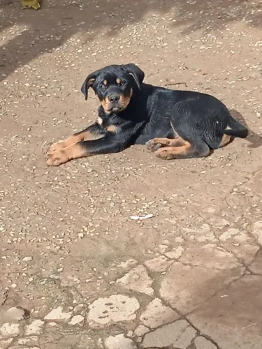 Rottweiler, Filhotes com Pedigree