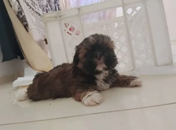 Shih tzu fêmea filhote shihtzu