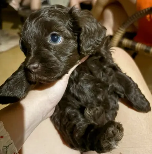 FILHOTES DE POODLE