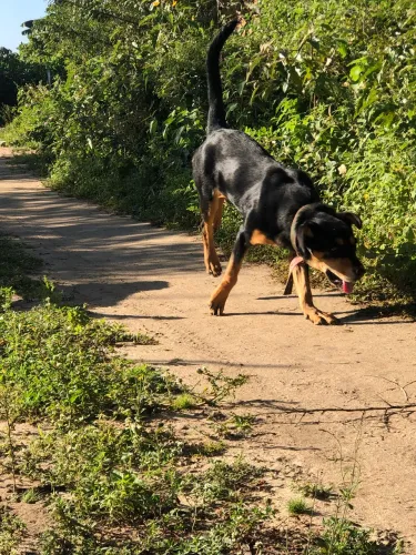 Rottweiler 