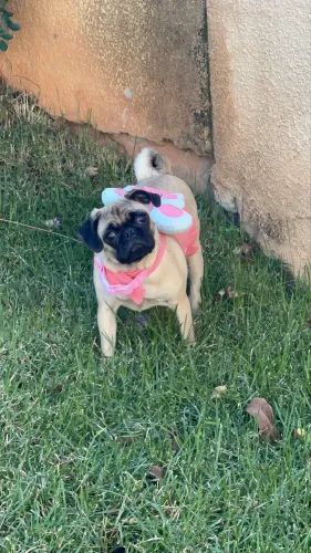 Pug filhote fêmea