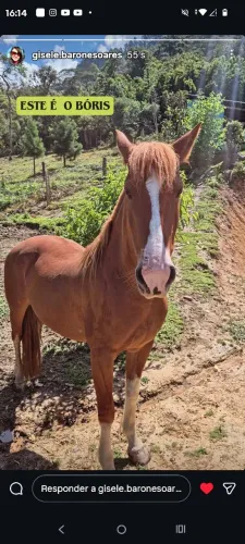 Vendo cavalo