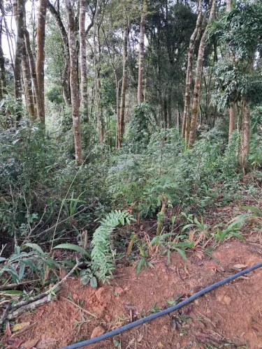 Roçada curitiba e regiao