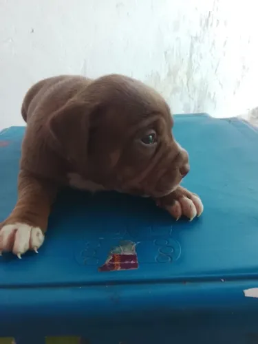 Pit Bull 