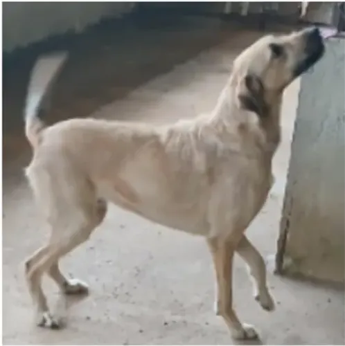 Doa-se Cachorro