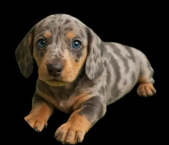 Basset Dachshund Teckel Alerquim Filhotes Exóticos.
