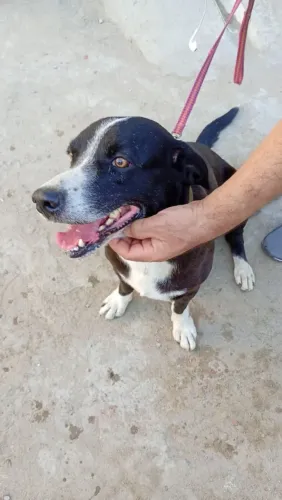 Adoção de um cachorro