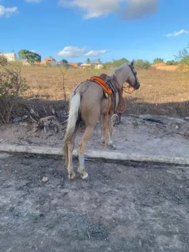 Vendo pordo de campo manso 