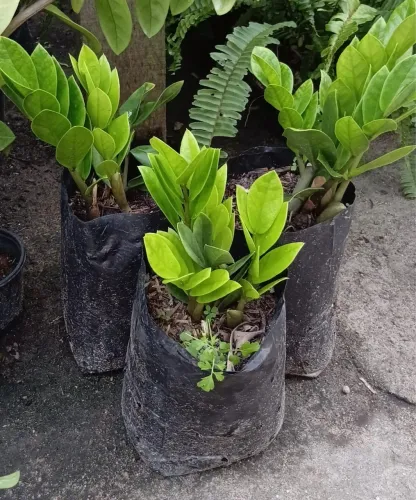 PLANTAS ZAMIOCULCAS