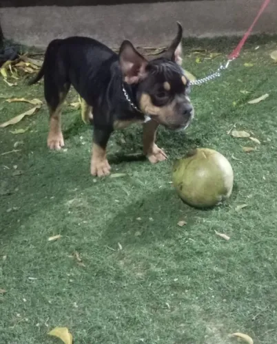 Doaçao American bully