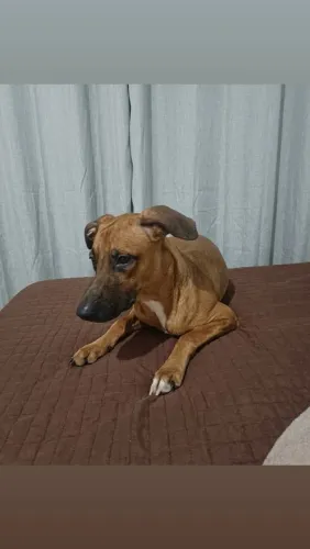 Doação de cachorro 