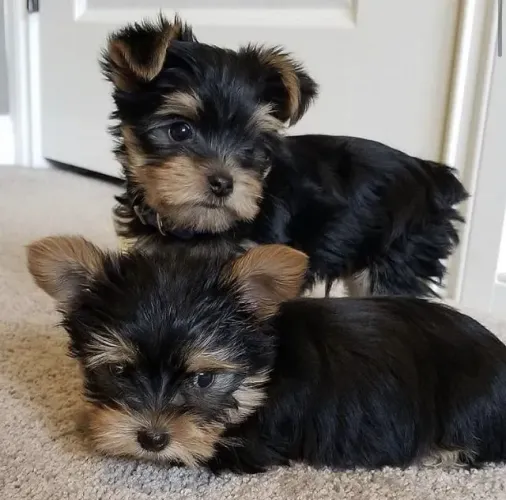Yorkshire Terrier Pequeno Porte Disponível