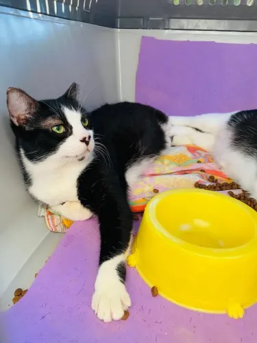 Doa se lindas gatinhas, 1 ano e meio, castradas, vacinadas e testadas fiv/felv neg. Mooca