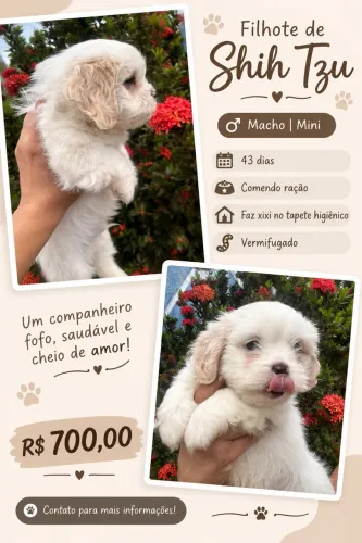 Machinho