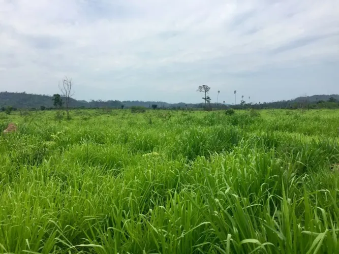 Fazenda arrendamento pra Gado, 3 mil vacas em prim. Do leste MT.R$:50.00 por cabeça 