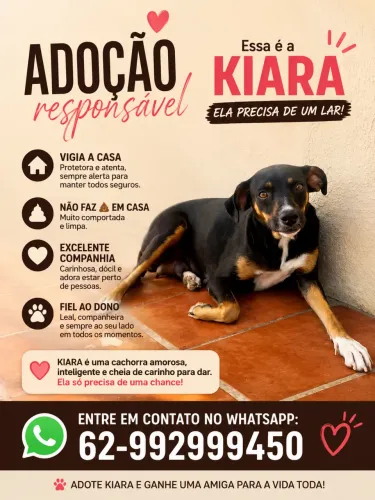 Cadela para adoção
