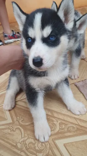 Husky Siberiano,Husky Siberiano Filhote Muito Amoroso e Dócil