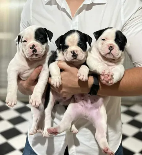 American Bully Micro Lindos Filhotes 