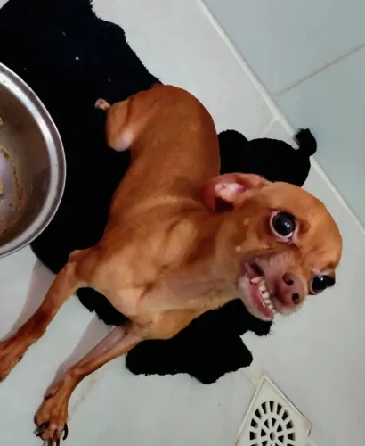 Vendo pinscher macho super carinhoso e manso