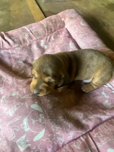 Dauschand Basset Mini Toy Arlequim 