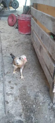 Pintos de raça 