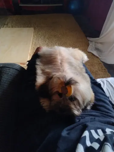 Cachorra da raça Lhasa Apso