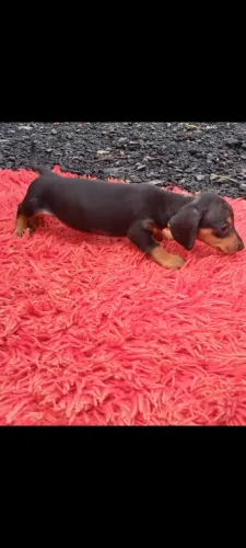 filhote basset fêmea dorkshond tektel