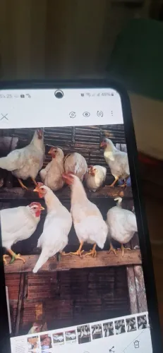 Vendo ?
