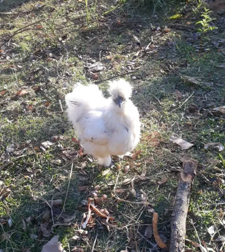 Galinha sedosa do Japão