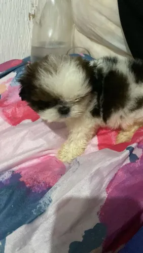 shitzu 