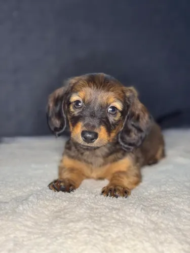 basset dachshund pelo longo