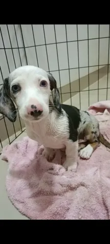 MACHO DE COFAP DACHSHUND BRANCO.