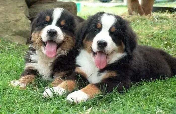 Filhote pra guarda - Bernese boiadeiro